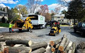 Best Tree Trimming and Pruning  in Haledon, NJ