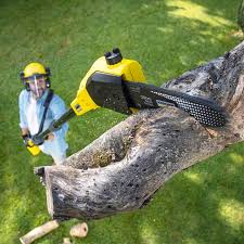 Best Commercial Tree Services  in Haledon, NJ