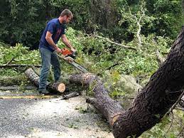 Best Hazardous Tree Removal  in Haledon, NJ