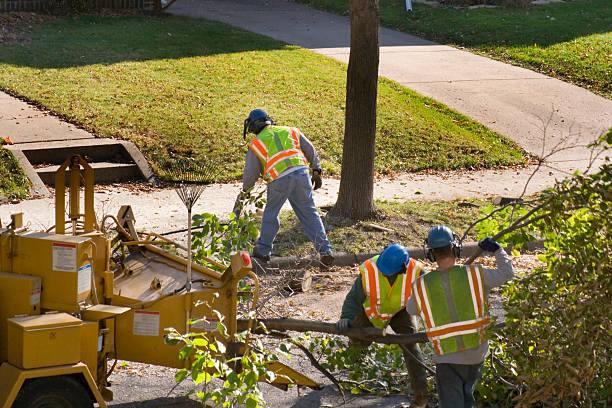 Best Stump Grinding and Removal  in Haledon, NJ