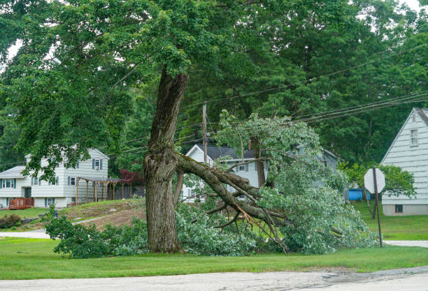 Best Root Management and Removal  in Haledon, NJ