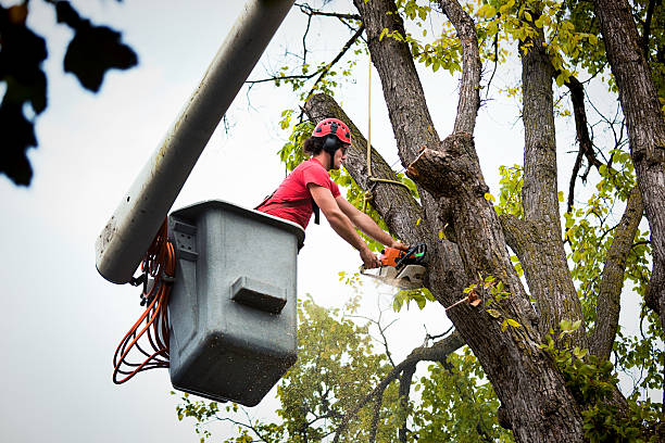 Best Tree Trimming and Pruning  in Haledon, NJ