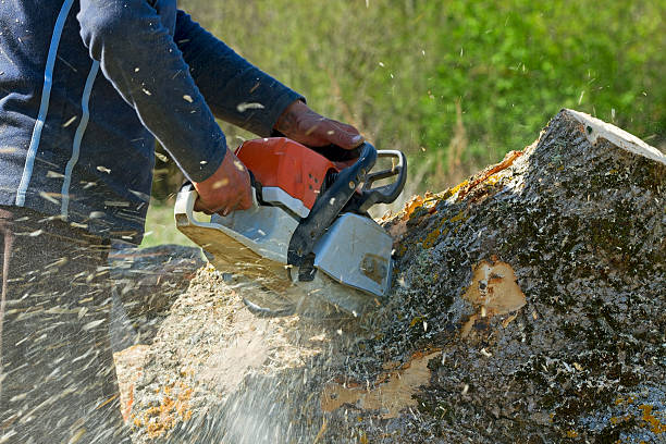 Best Tree Maintenance Programs  in Haledon, NJ