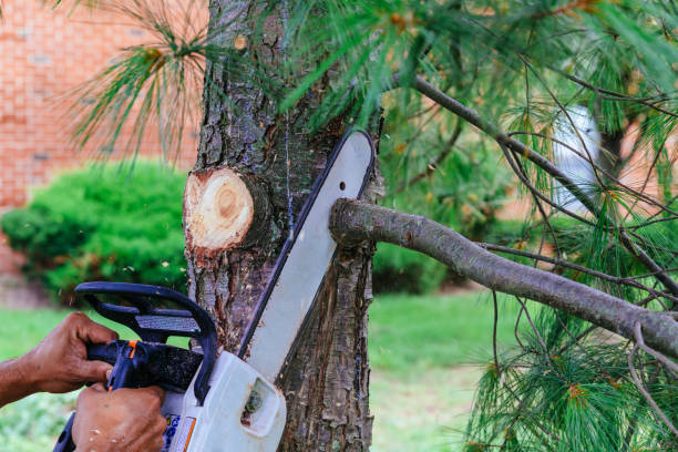 Trusted Haledon, NJ Tree Care  Experts